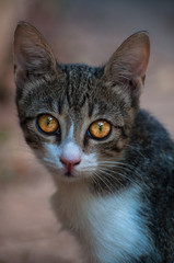 Cats, Alley Cats, Stray Cats