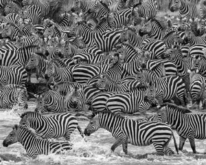 Deurstickers zebra kudde © Chuck