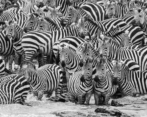 Printed roller blinds Dark gray zebra herd