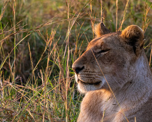 portrait of a lion