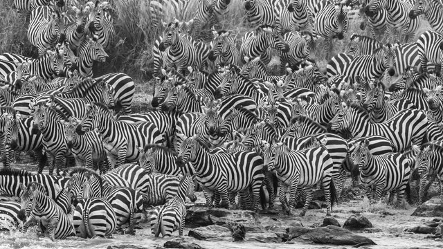 zebra herd