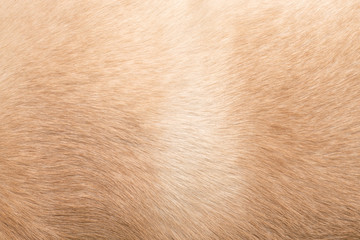 Dog hair. Background for themes on dog problems with hair, animal health.