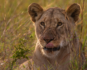female lion