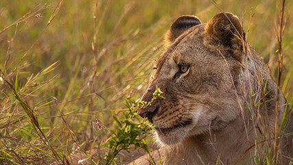 portrait of a lion