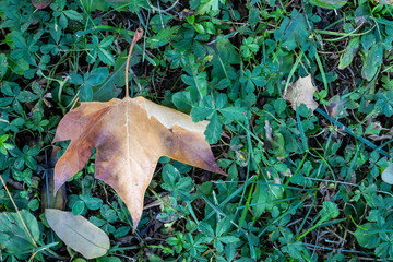 Brownish Autumn Leaf Laying on Green Grass Background