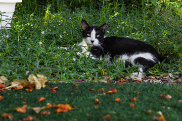 black and white cat portrait laying in garden green grass flower bad and looking at camera with autumn falling leaves foreground 