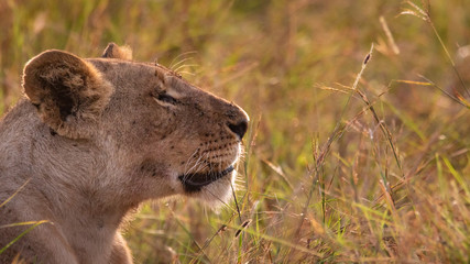 portrait of a lion