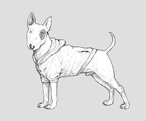 Funny bull terrier drawing. My dog illustration.