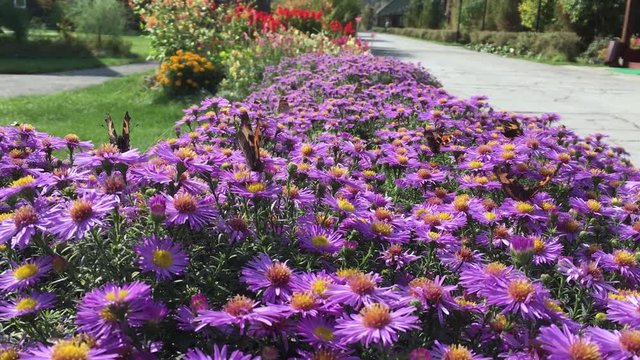 Colorful lilac aster alpinus flowers growing and blooming on a sunny late summer day, bees and butterflies flying around, hd video