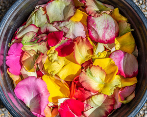 Layers of red, yellow, and pink rose petals in a black bowl