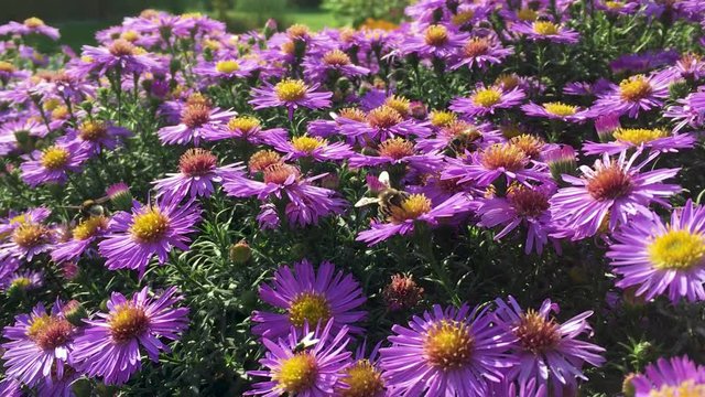 Colorful lilac aster alpinus flowers growing and blooming on a sunny late summer day, bees and butterflies flying around, hd video
