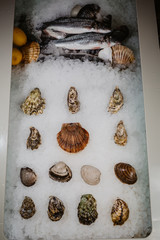 mussels, oysters and other seafood are on ice