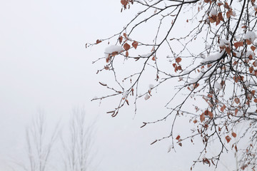 Winter trees under the snow
