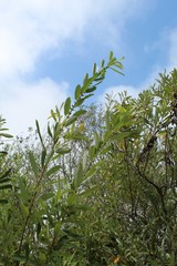 Growing along the banks of Ballona Freshwater Marsh in Playa Del Rey is a native plant, taxonomically ranked as Salix Lasiolepis, and casually named Arroyo Willow.