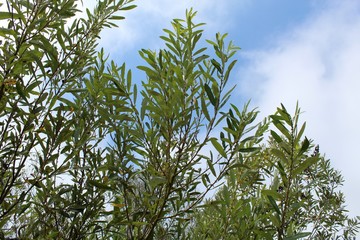 Growing along the banks of Ballona Freshwater Marsh in Playa Del Rey is a native plant, taxonomically ranked as Salix Lasiolepis, and casually named Arroyo Willow. © Jared Quentin