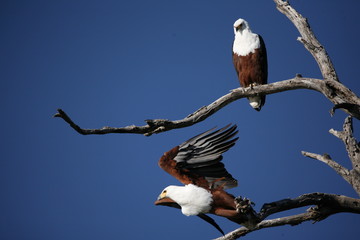 Fish Eagles hunting