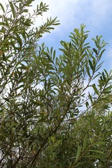 Growing along the banks of Ballona Freshwater Marsh in Playa Del Rey is a native plant, taxonomically ranked as Salix Lasiolepis, and casually named Arroyo Willow.