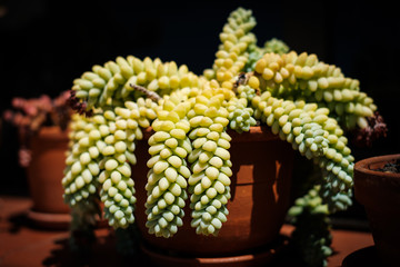 sedum succulent plant in pot - Burro's Tail or Jelly Bean Plant