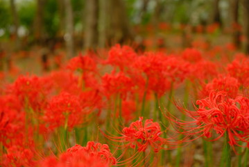 日本の秋 彼岸花 お花 植物 お彼岸 赤 綺麗 秋分の日 9月 夏見緑地