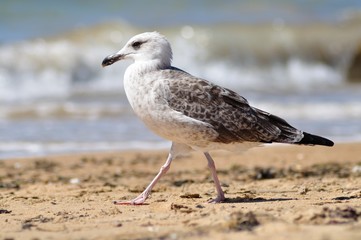 Gaviota caminando por la playa