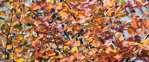 Red-yellow autumn leaves of hazel, lit by the sun. Concept - autumn, screensaver, wallpaper