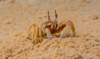 Close up of crab on the beach