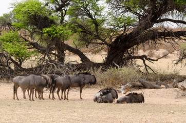 Gnou à queue noire, Connochaetes taurinus, Afrique du Sud