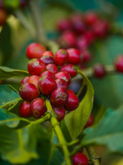 Close Up of Coffee Cherries in Tree