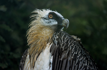 Gypaète barbu,.Gypaetus barbatus, Bearded Vulture