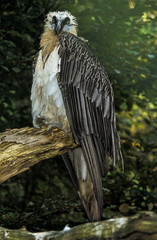 Gypaète barbu,.Gypaetus barbatus, Bearded Vulture