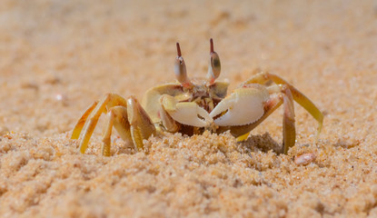Close up of crab on the beach