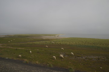 Schafe an der Nordseeküste