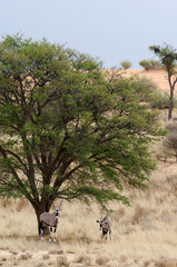 oryx gazelle, gemsbok, Oryx gazella, Parc national Kalahari, Afrique du Sud