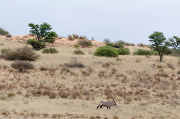 oryx gazelle, gemsbok, Oryx gazella, Parc national Kalahari, Afrique du Sud