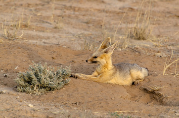 Renard du Cap, Vulpes chama, Parc national Kalahari, Afrique du Sud