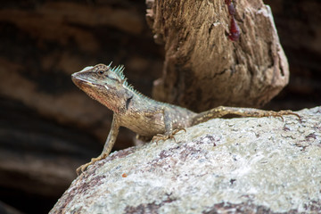 Lizards on rocks