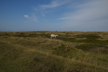 Schaf in Dünenlandschaft auf Sylt