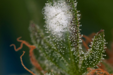 white mold on the plant cannabis