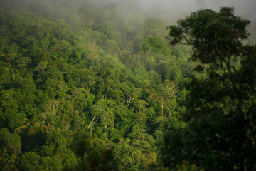 Forest and green trees in Thailand