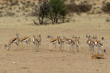 Springbok, Antidorcas marsupialis, Afrique du Sud