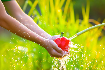 Hands washing vegetables with natural background,Fresh red chillies in splash of water,wash the pepper under water,Organic vegetables