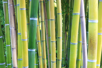 bamboo copse