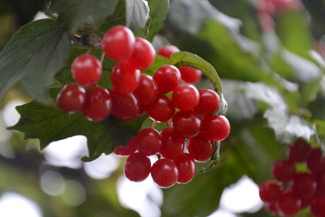 red berries on a branch