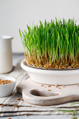 Sprouting Microgreens. Sprouting dish for green shoots. Seed Germination at home. Vegan and healthy eating concept. Germinated Wheat Micro greens. Sprouted grain.