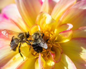 bee on flower