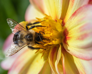 bee on flower