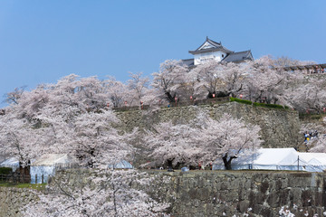 Tsuyama castle with sakura blooming season