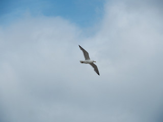 Fototapeta na wymiar Seagull in flight on white clouds background