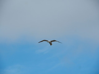 Seagull in flight on blue sky background