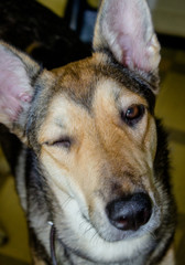 Dog with one closed eye. Dog winks.